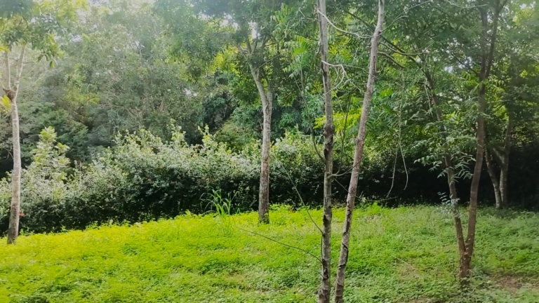 WhatsApp Image 2025-11-08 at 11.34