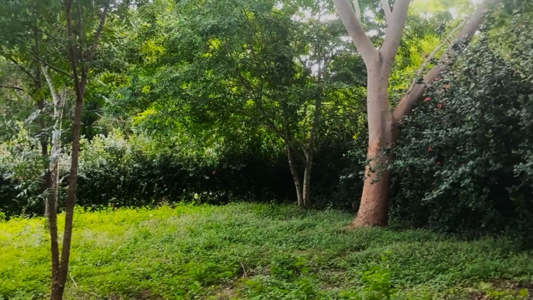 WhatsApp Image 2025-11-08 at 11.35